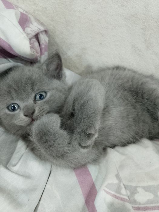 Продам Шотландского котёнка