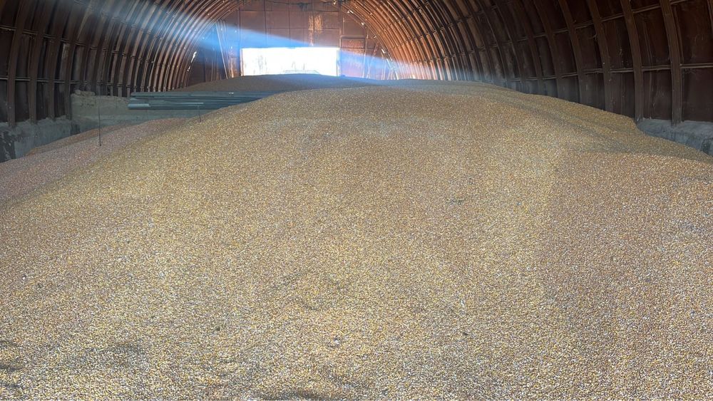 Кукуруза в зернах