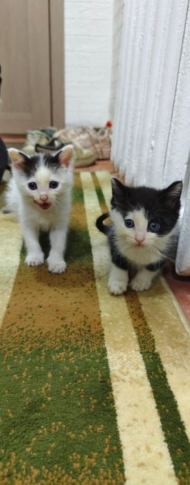 Отдам котят в хорошие руки