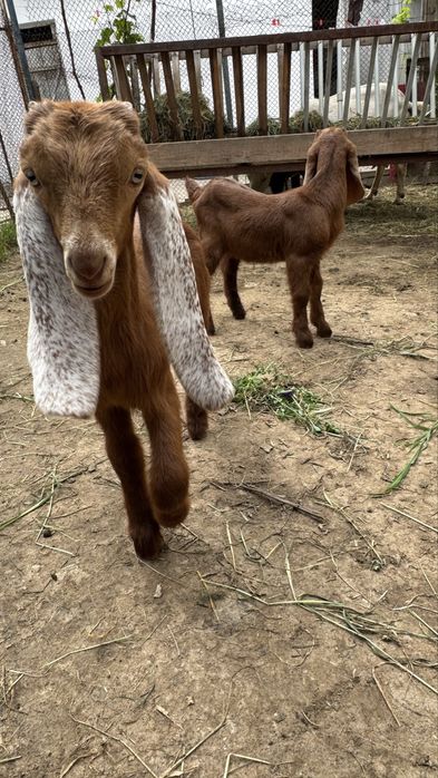 Козы Англо-нубийская