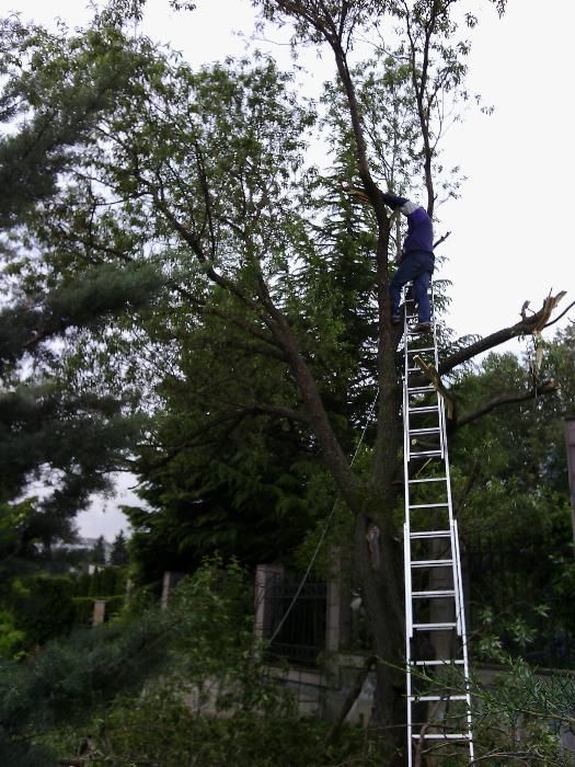 Резитба на големи дървета