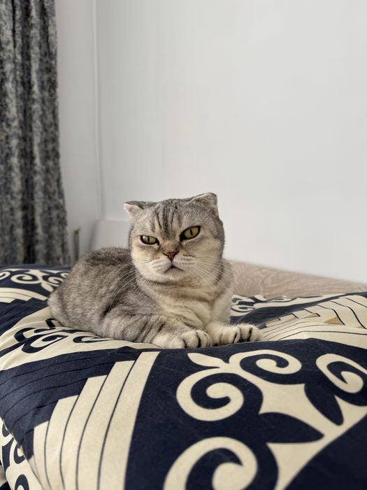 Кошка  Scottish Fold