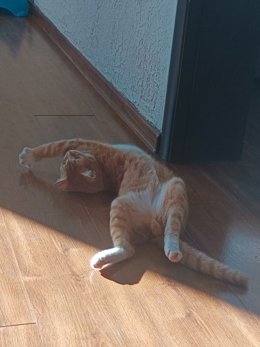 Котик 6-7 месяцев, мальчик