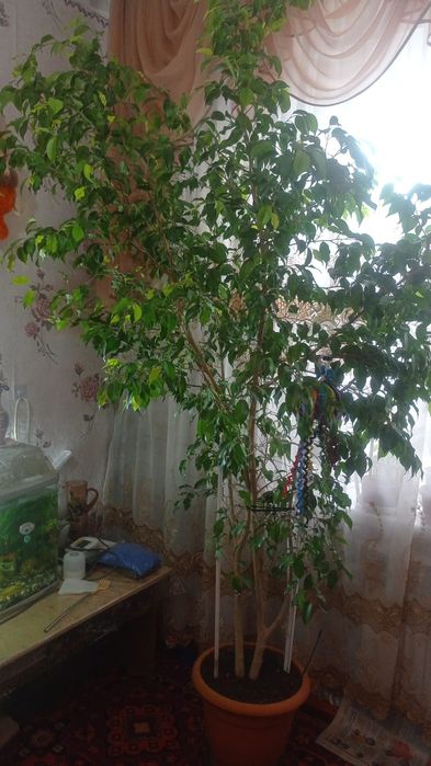 Продается фикус Бенджамина