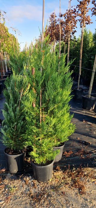 Cupressocyparis leylandi- cupressocyparis arizonica