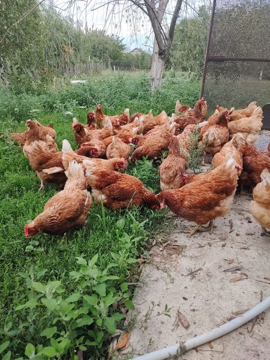 Găini roșii ouătoare