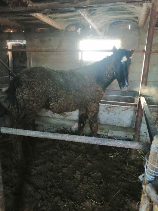 Бордакы тайлар сатылады