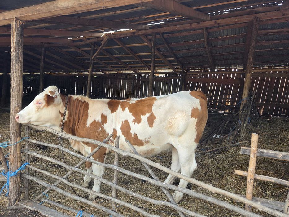 Vaca  si juninca de vanzare