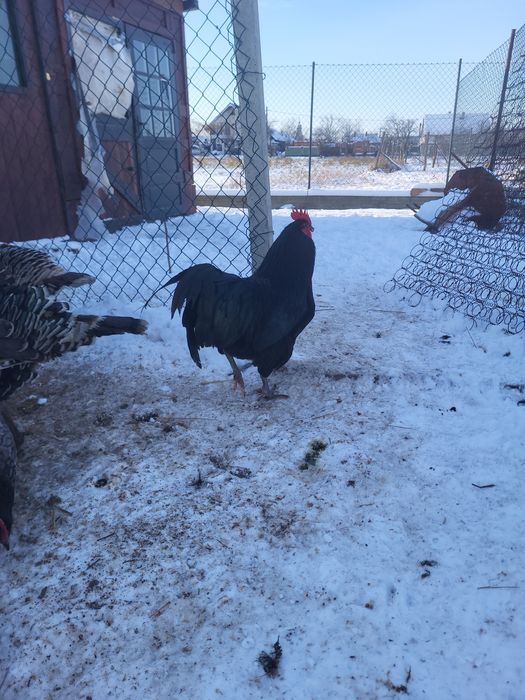 Vând doi cocosi australorp