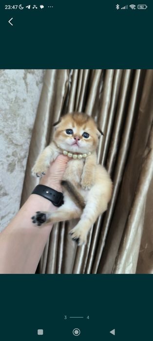 Котята от правильной вязки