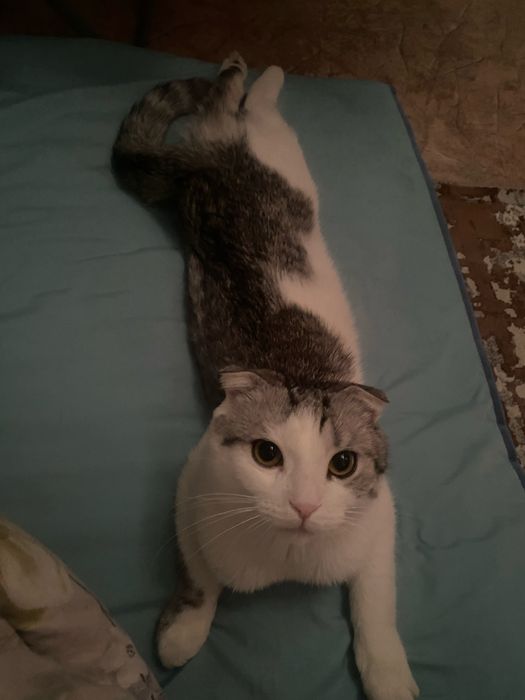 Продаётся шотландский вислоухий кот