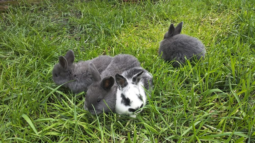 Vând iepurași drăgălași