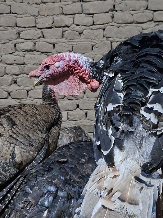 Indyuk kurka sotiladi sog'lom