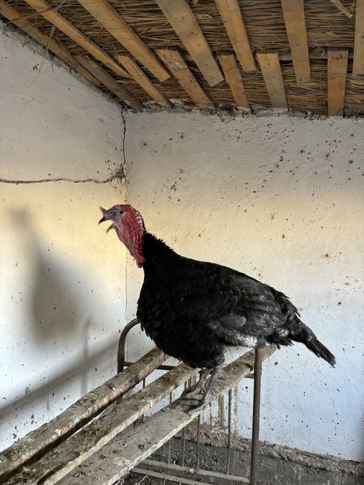 Үндік Қоразы сатылады