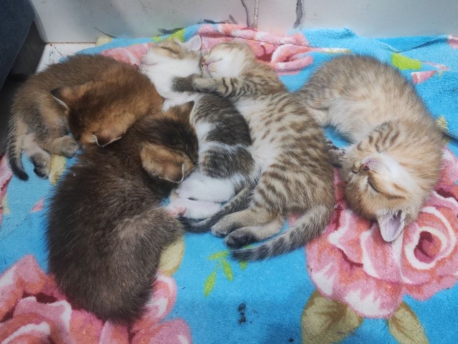 Золотая шиншила.