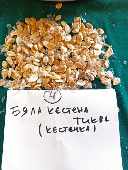 Продавам тиквени семки за сеене