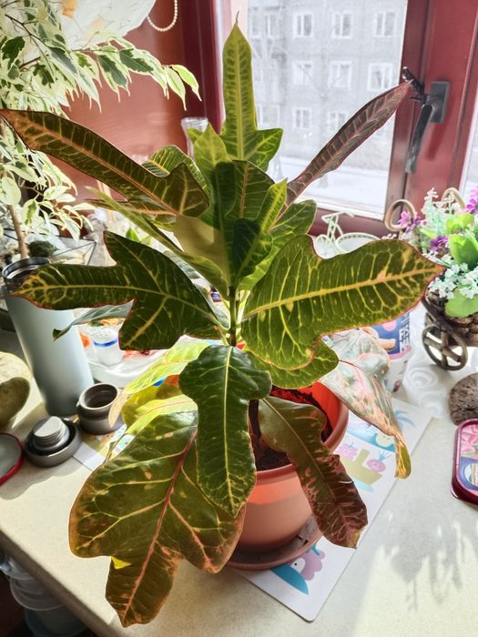 Продам цветок кротон