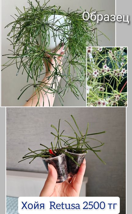 Хойя дисхидия комнатные цветы
