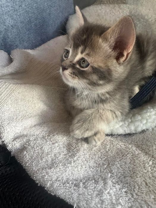 Котенца Британки