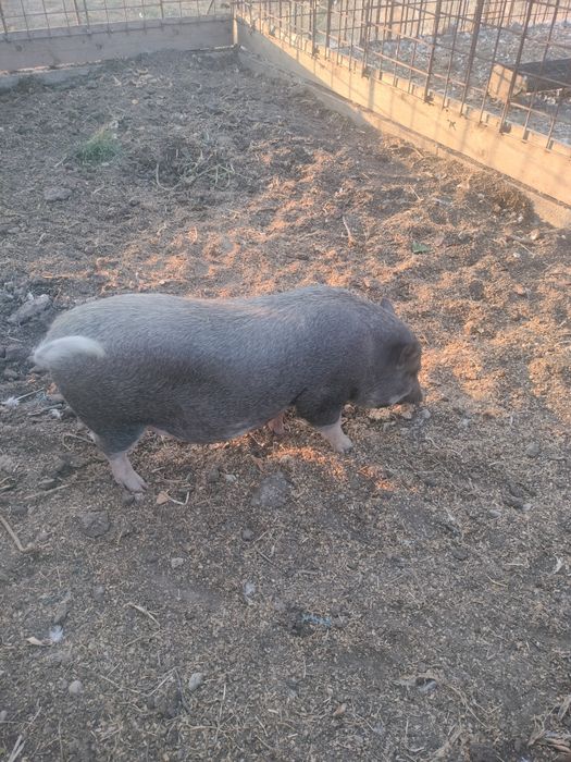 Scrofiță viednamez de vânzare gestantă în 3 luni