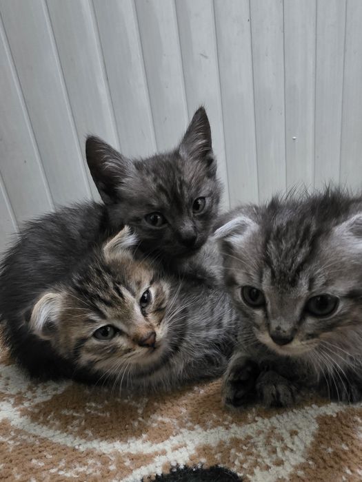 Отдам котят в хорошие руки