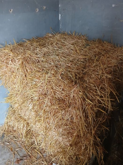 Vând baloti de ovăz