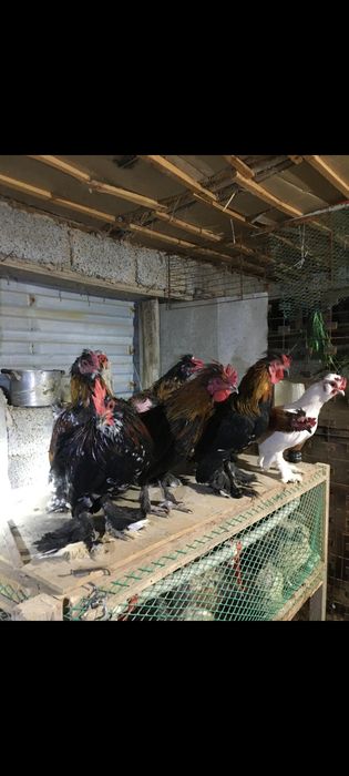 Японский кораздар сатылады