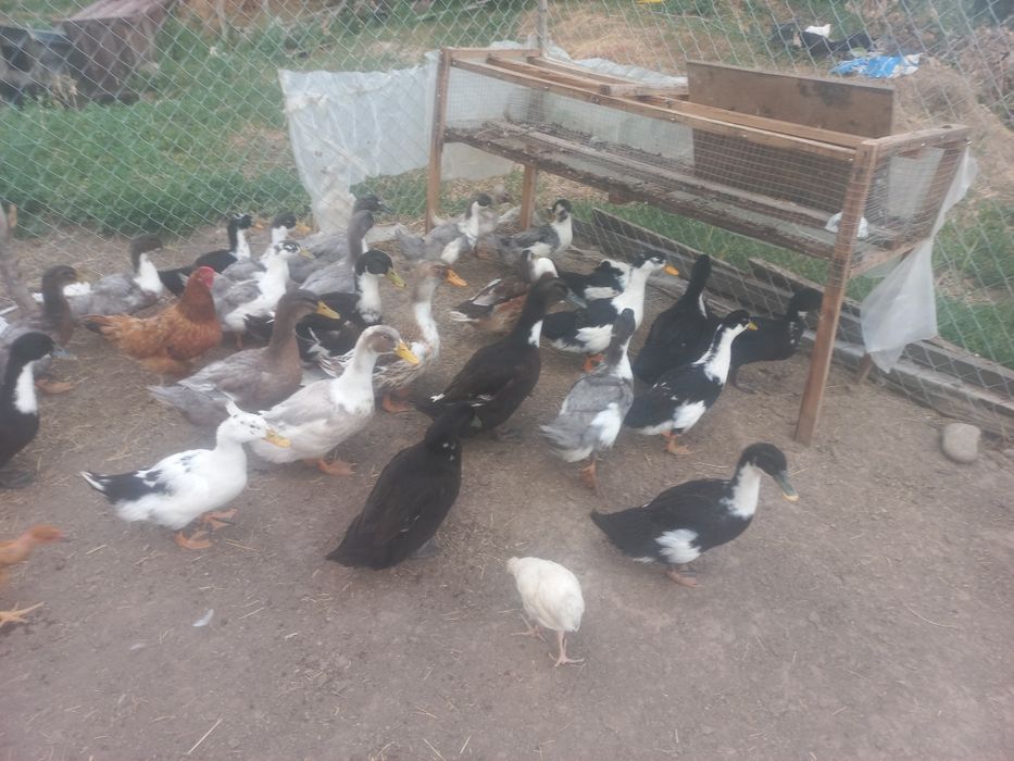 Продам уток башкирка