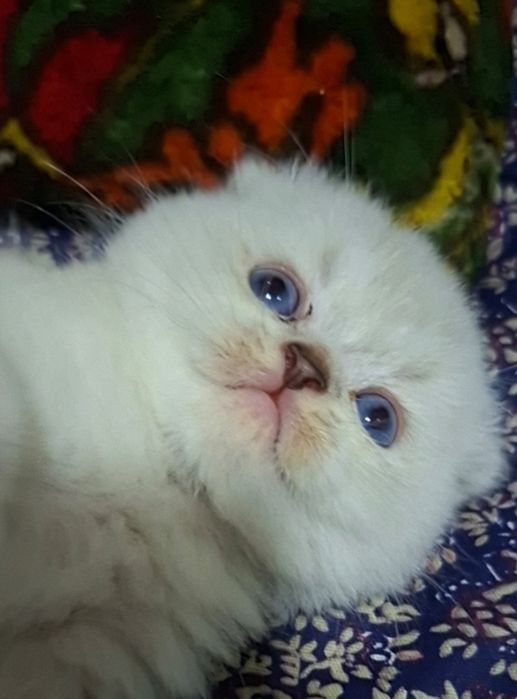 Шиншилла поин девочка