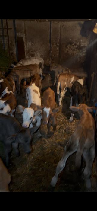 Vitei tauri si vitele sugari si intarcati