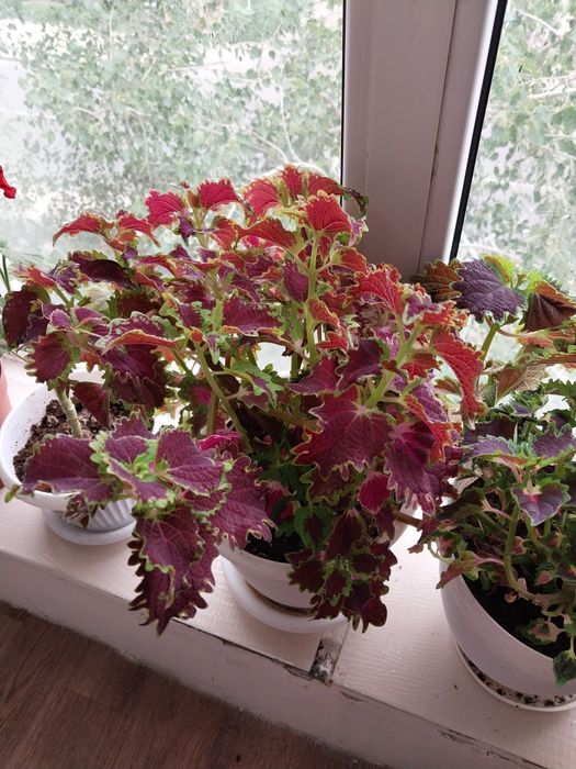 Комнатные цветы,