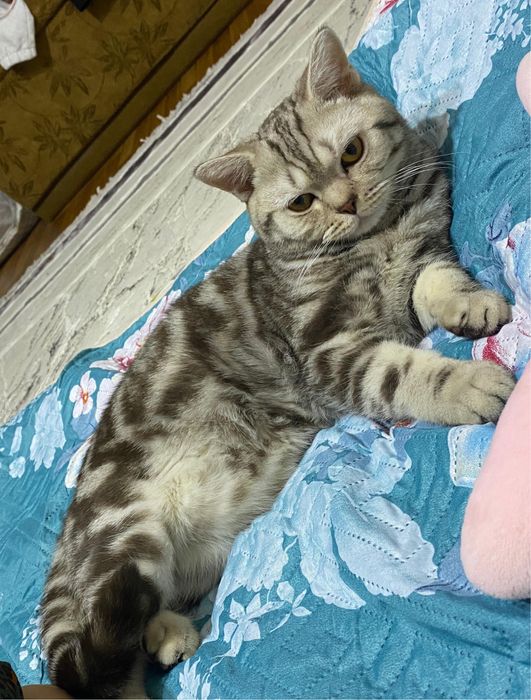 Продается котикк