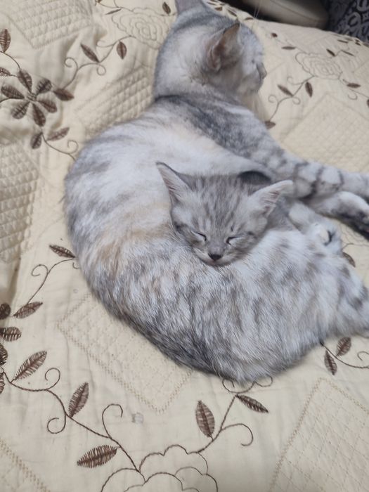 Отдам котенка в добрые руки