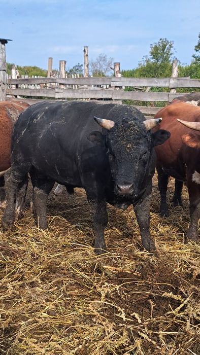 Быки на племя...