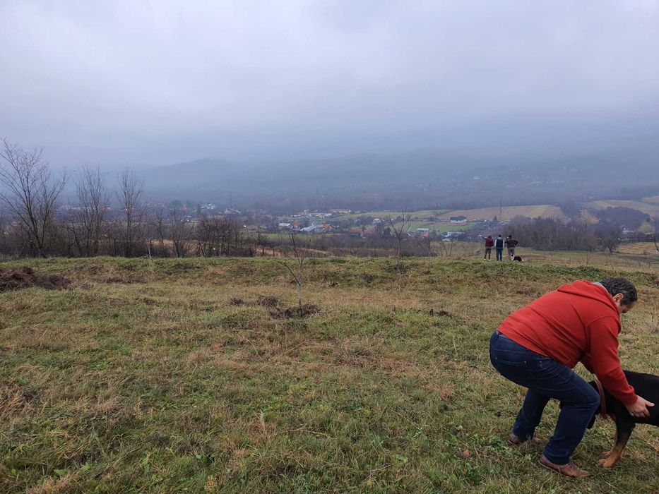 Teren deosebit 11.000 MP + LIVADĂ DE NUCI | Pârscov – Măgura, BUZĂU | Ideal pensiune / glamping