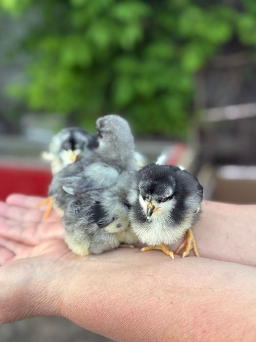 Продам цыплят Балапандар сатылады