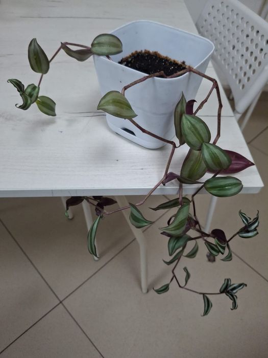 Комнатные  цветы