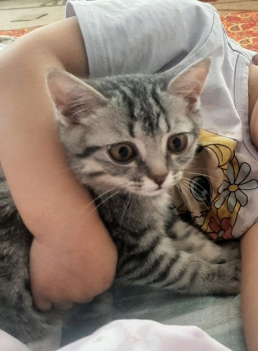 Кошка марғау кошка