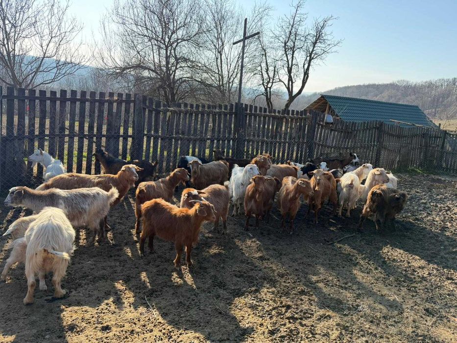 Vând 40 CAPRE fără coarne cu iezi – bune de carne şi de lapte