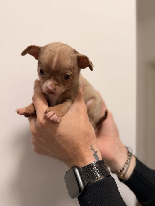 chihuahua mi ' Animale de companie ' OLX.ro