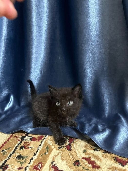 Продается котенки