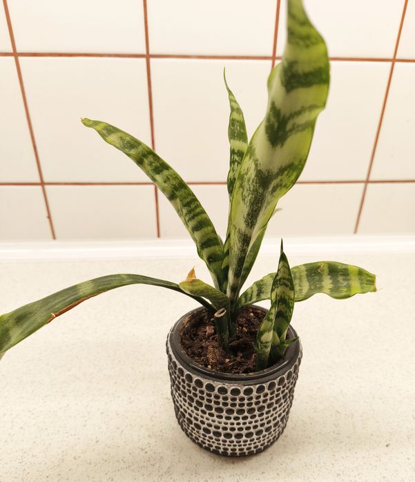 Стайни цветя различни видове