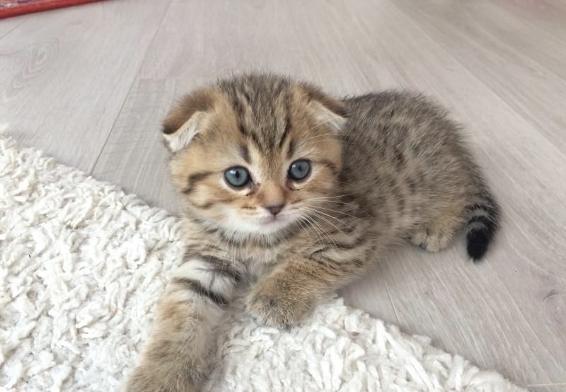 Прямоушки и Вислоушки