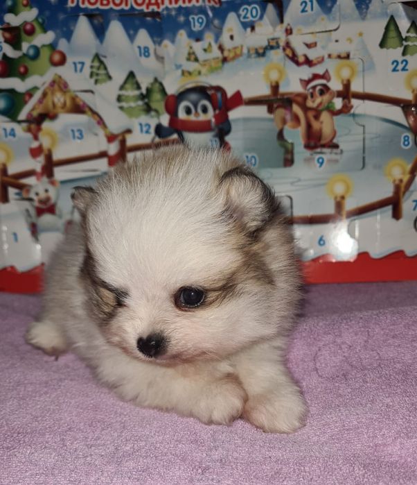 Продам щенков шпица