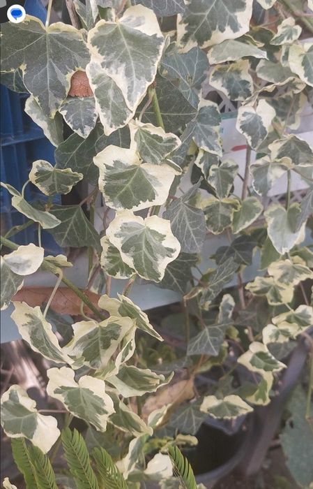 Iedera hedera helix producator