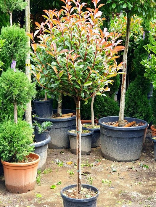 Plante exotice, palmier, lamai, portocal, măslin, bonsai etc