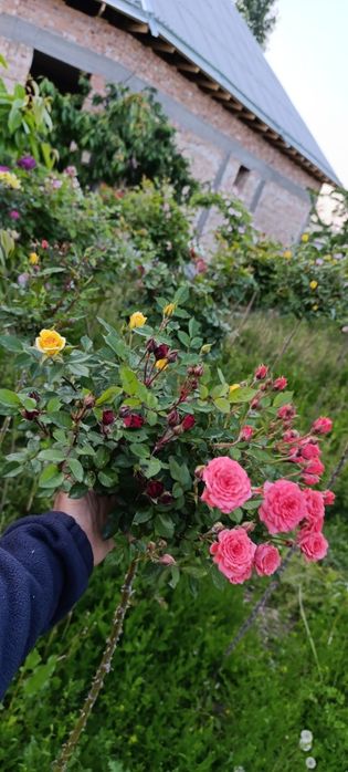 Продам штамповая розы