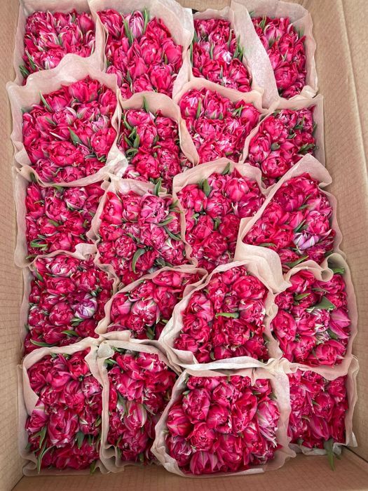 Тюльпаны оптом к 8 марта