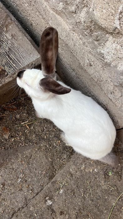 Vand iepuri urias de transilvania