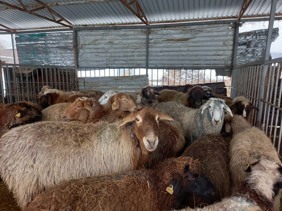 Бараны на выбор. Отборные бараны